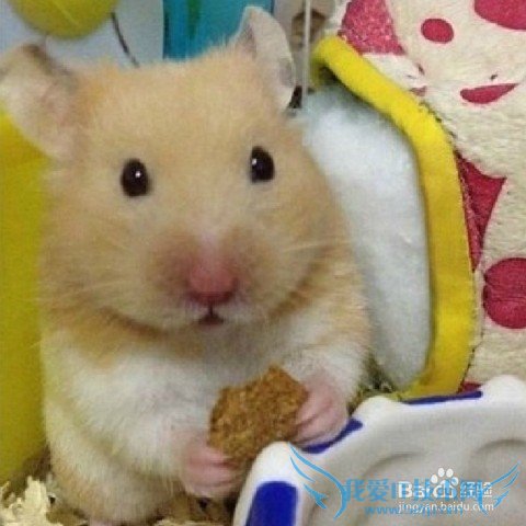 情人节送什么礼物给女友好?