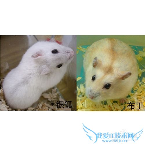 情人节送什么礼物给女友好?