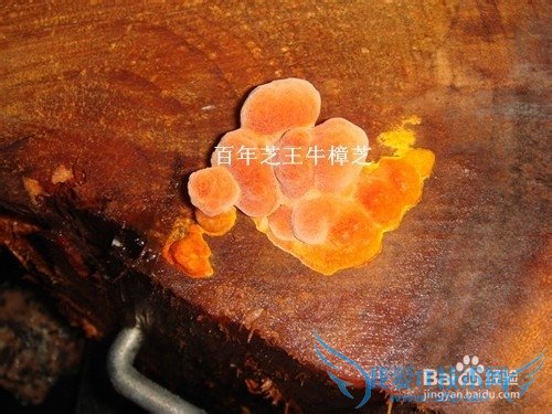 感恩节送父母什么好?最好的礼物有哪些?