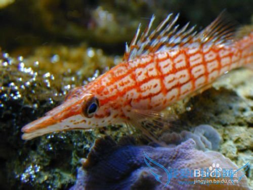 新房入住送什么礼物