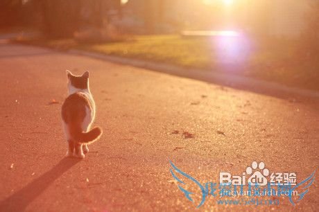 经常陪陪你的宠物猫是给它最好的礼物