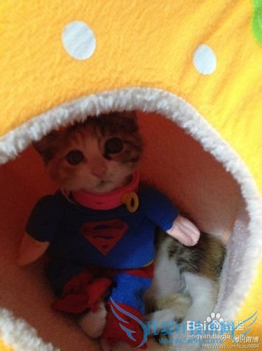 经常陪陪你的宠物猫是给它最好的礼物