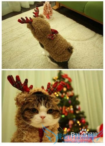 经常陪陪你的宠物猫是给它最好的礼物