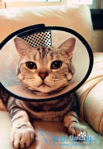 经常陪陪你的宠物猫是给它最好的礼物