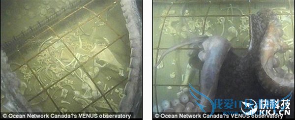 把一头猪沉在深海底四天后会怎样?