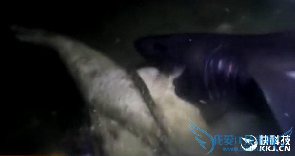 把一头猪沉在深海底四天后会怎样?