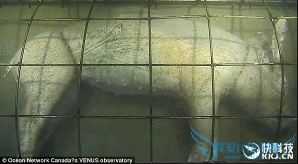 把一头猪沉在深海底四天后会怎样?