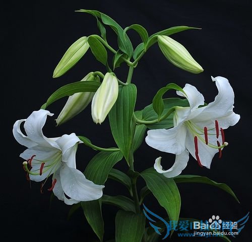 在爱花居如何送花让母亲节更有意义