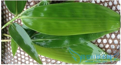 2015如何度过端午节