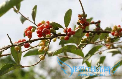 九月九重阳节的常见习俗