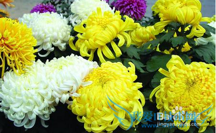 九月九重阳节的常见习俗