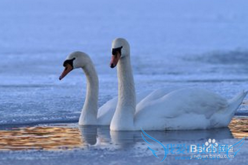 如何让女友过一个难忘的圣诞节