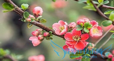 春分----抓住调整运气的好时机