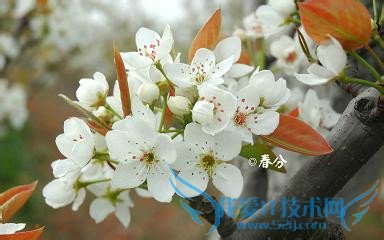 春分----抓住调整运气的好时机