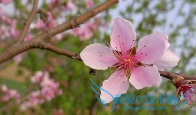 春分----抓住调整运气的好时机