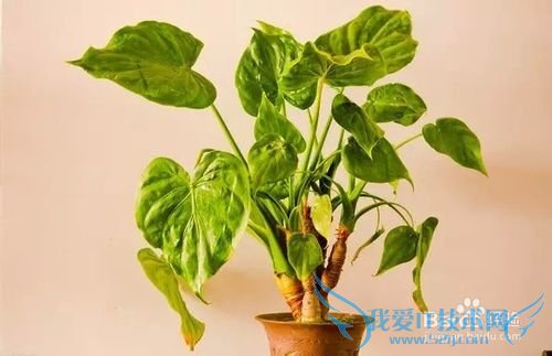 商务场合的爱花居送花礼仪