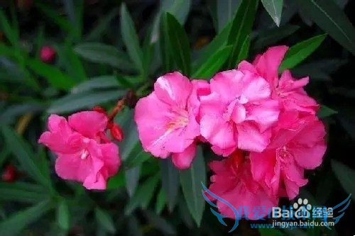 商务场合的爱花居送花礼仪