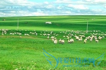 浅谈羊病的防止!