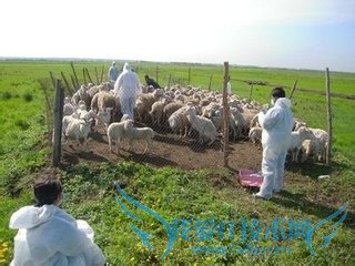 浅谈羊病的防止!