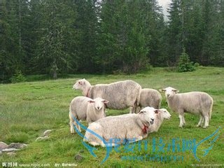 浅谈羊病的防止!