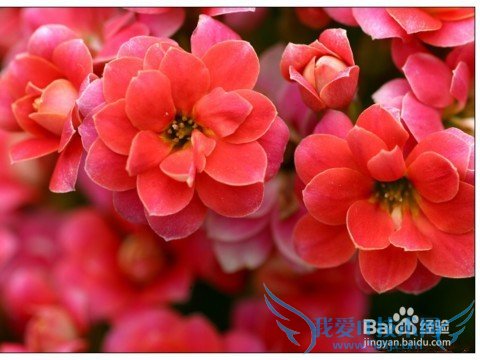 送花应注意什么