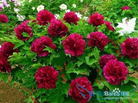 送花应注意什么