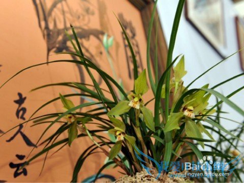 送花应注意什么