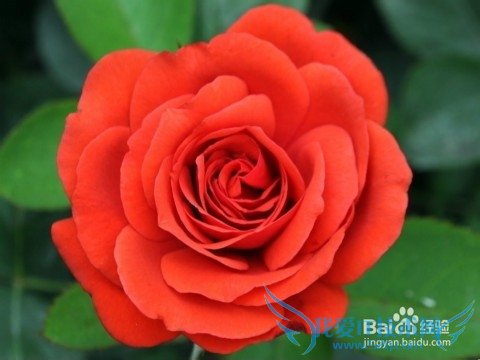 送花应注意什么