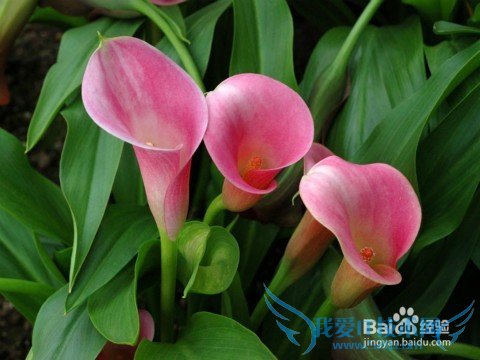 送花应注意什么