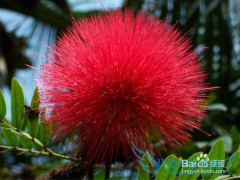 送花应注意什么