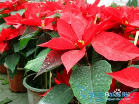 送花应注意什么