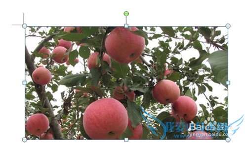 Word 2010如何修改图片尺寸