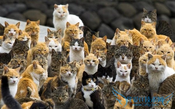 日本50年后人口不足1亿 会被喵星人占领吗?