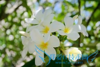 新买的iphone4s怎么激活