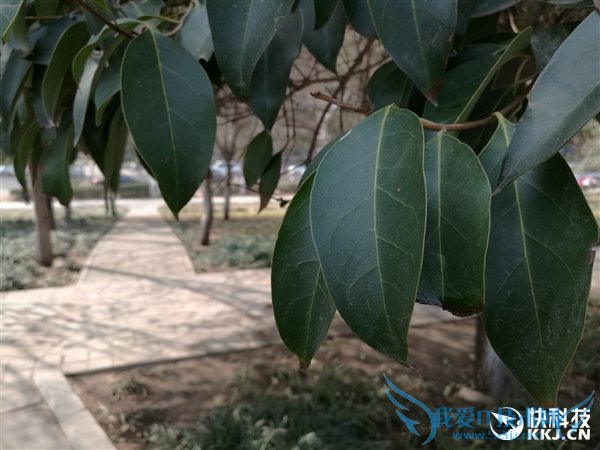 С5Mate8˭ã Աһ¾֪