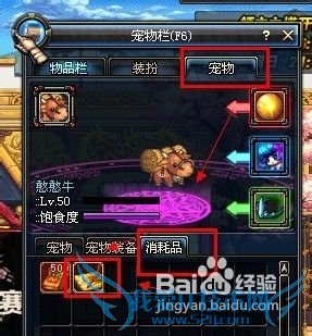 DNF宠物更换名字