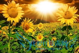 学习英语,从兴趣着手