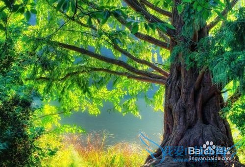 如何自己学习英语?