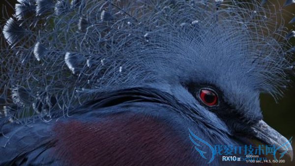 ȫ²˾ͷᷢڿRX10 III