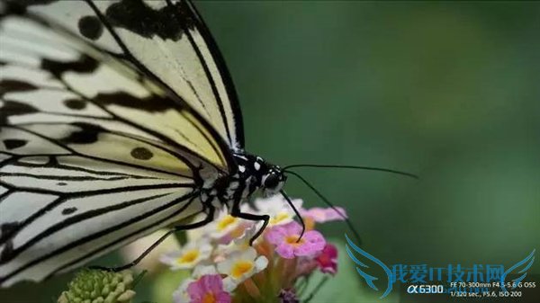 ȫ²˾ͷᷢڿRX10 III