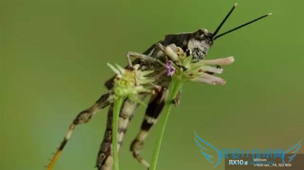 ȫ²˾ͷᷢڿRX10 III