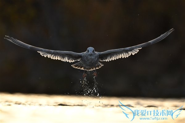 尼康新皇登基!D5官方样张:凝固惊艳瞬间