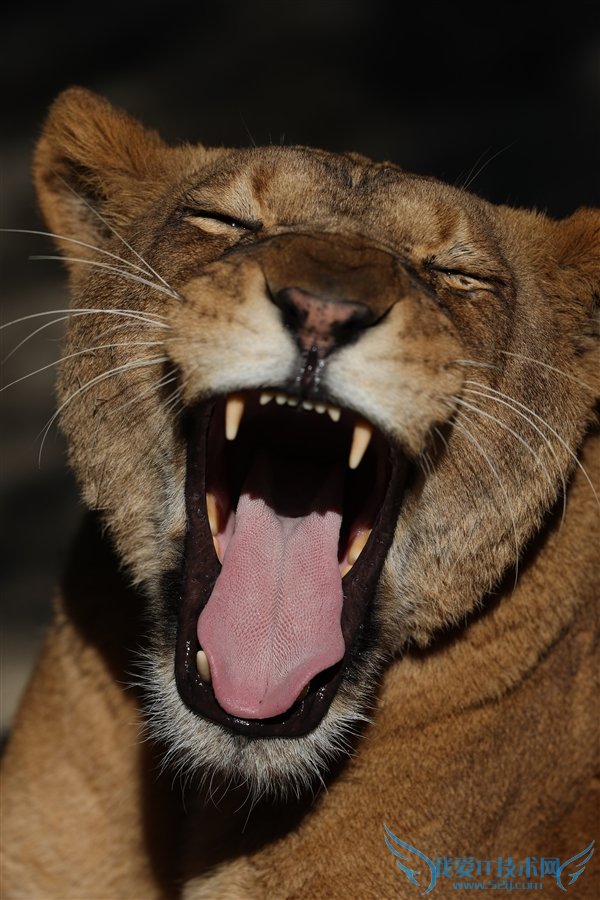 桤ëգ1D X Mark IIײ