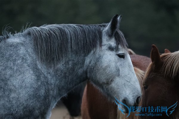 桤ëգ1D X Mark IIײ