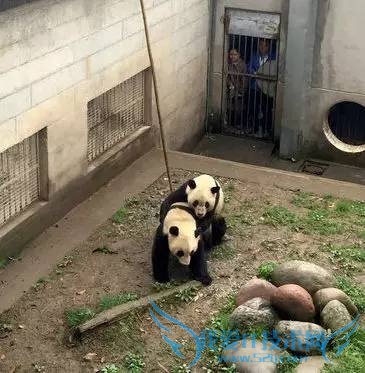 熊猫嘿嘿嘿全程直播:我再也无法直视国宝了