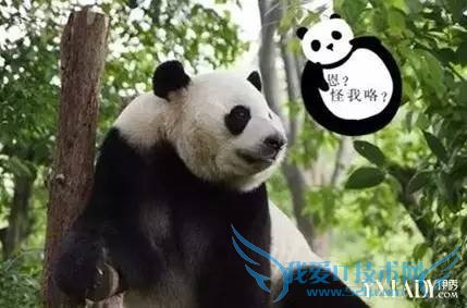 熊猫嘿嘿嘿全程直播:我再也无法直视国宝了