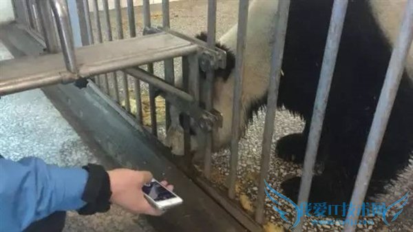 熊猫嘿嘿嘿全程直播:我再也无法直视国宝了