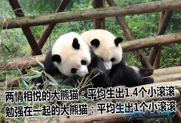 熊猫嘿嘿嘿全程直播:我再也无法直视国宝了