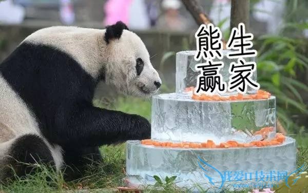 熊猫嘿嘿嘿全程直播:我再也无法直视国宝了