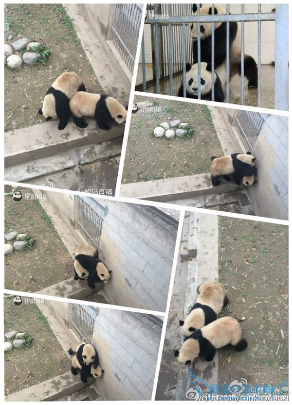 熊猫嘿嘿嘿全程直播:我再也无法直视国宝了